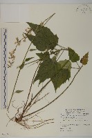 阿里山鬼督郵藏品圖，第1張