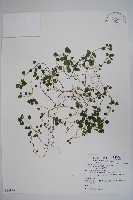 山桔梗藏品圖，第1張