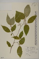 佩羅特木藏品圖，第1張