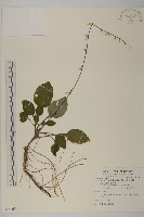 台灣鬼督郵藏品圖，第1張