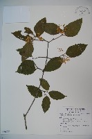 紅子莢迷藏品圖，第1張