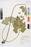 小白頭翁、野棉花藏品圖，第1張