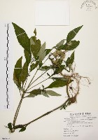臺灣鱗球花藏品圖，第1張