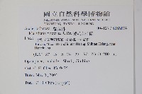 絨毛芙蓉蘭藏品圖，第2張
