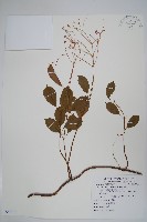 酸藤藏品圖，第1張