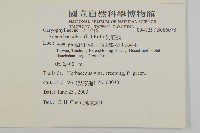 異葉珍珠菜藏品圖，第2張