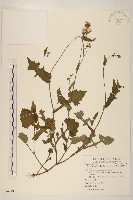 紫背草藏品圖，第1張