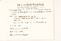 紫背草藏品圖，第2張
