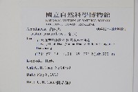 爵床藏品圖，第2張