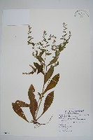 盾果草藏品圖，第1張