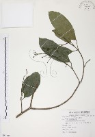 山香圓藏品圖，第1張