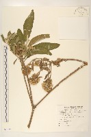 美洲闊苞菊藏品圖，第1張