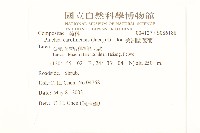 美洲闊苞菊藏品圖，第2張