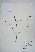 破布子藏品圖，第1張