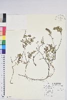高山白珠樹藏品圖，第1張