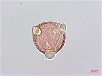 蔓虎刺藏品圖，第2張
