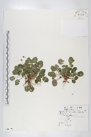 倒卵葉裂緣花藏品圖，第1張