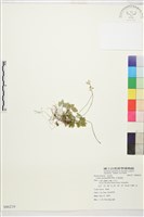 五葉黃連藏品圖，第1張