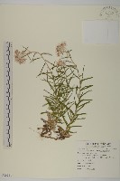 玉山抱莖籟簫藏品圖，第1張