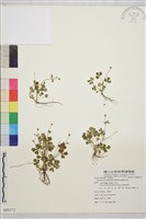 鹿場毛茛藏品圖，第1張