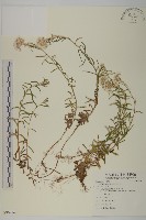 玉山抱莖籟簫藏品圖，第1張
