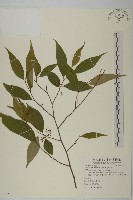 佩羅特木藏品圖，第1張