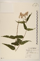 田代氏澤蘭藏品圖，第1張