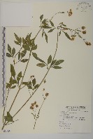 大花咸豐草藏品圖，第1張