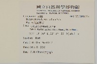 大花咸豐草藏品圖，第2張