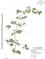 臺灣蒺藜藏品圖，第1張