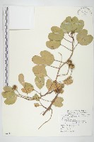 馬鞍藤藏品圖，第1張