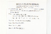 馬鞍藤藏品圖，第2張