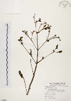 馬齒莧藏品圖，第1張