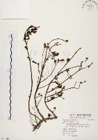 馬齒莧藏品圖，第1張