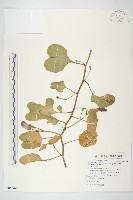 馬鞍藤藏品圖，第1張