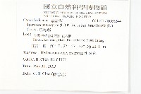 馬鞍藤藏品圖，第2張