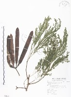 銀合歡藏品圖，第1張