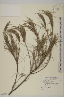 木麻黃藏品圖，第1張