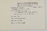 木麻黃藏品圖，第2張