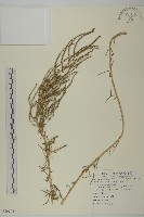 裸花鹼蓬藏品圖，第1張