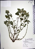 圓葉金午時花藏品圖，第1張