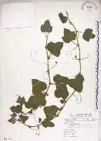 毛西番蓮藏品圖，第1張