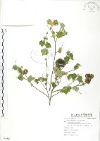 冬葵子藏品圖，第1張