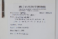 破布子藏品圖，第2張