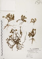 毛馬齒莧藏品圖，第1張