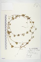 卵葉菜欒藤藏品圖，第1張
