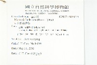 卵葉菜欒藤藏品圖，第2張