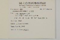 霍香薊藏品圖，第2張