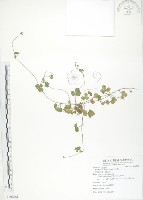 蛇莓、地莓、龍吐珠藏品圖，第1張