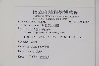 圓葉山梗菜藏品圖，第2張